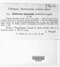 Gymnoconia interstitialis image